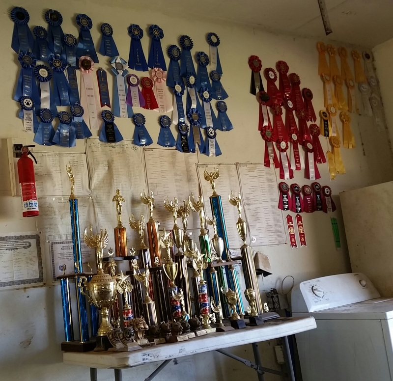 American Bully xl and standard Texas premier bully breeder make