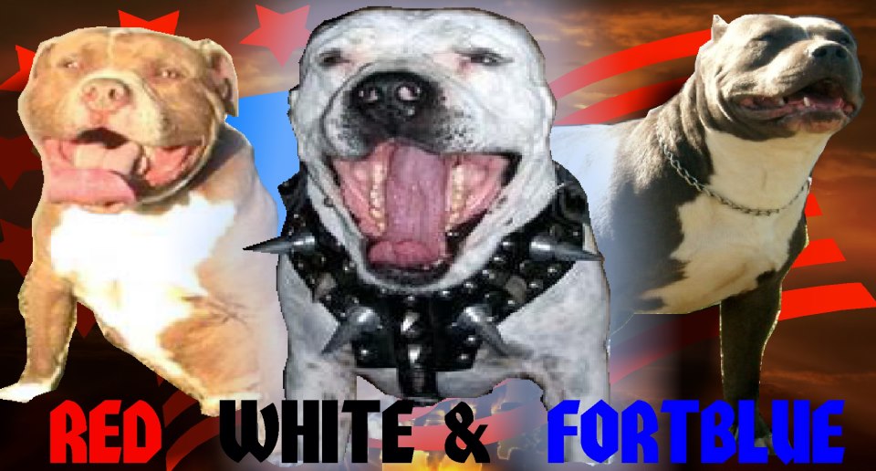 Red White and Fort Blue