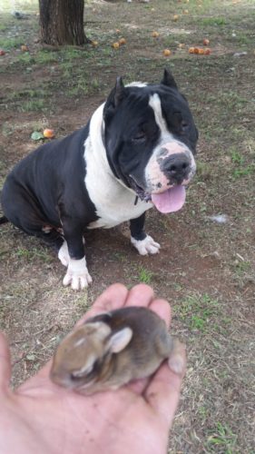 He found a baby rabbit