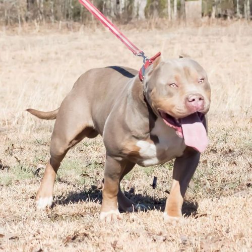 Texas american bully breeder top american bully bloodlines in USA xl pitbull puppies xl