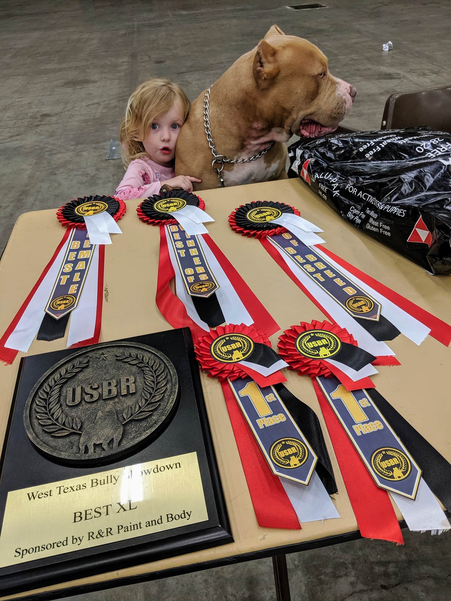 American Bully xl and standard Texas premier bully breeder make